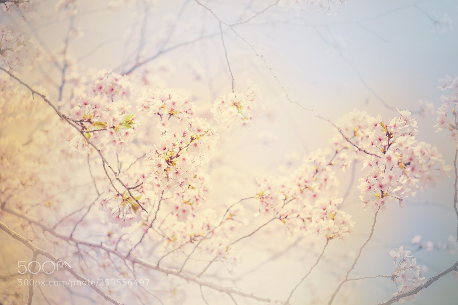 Nikon D5 sample photo. Ephemeral photography