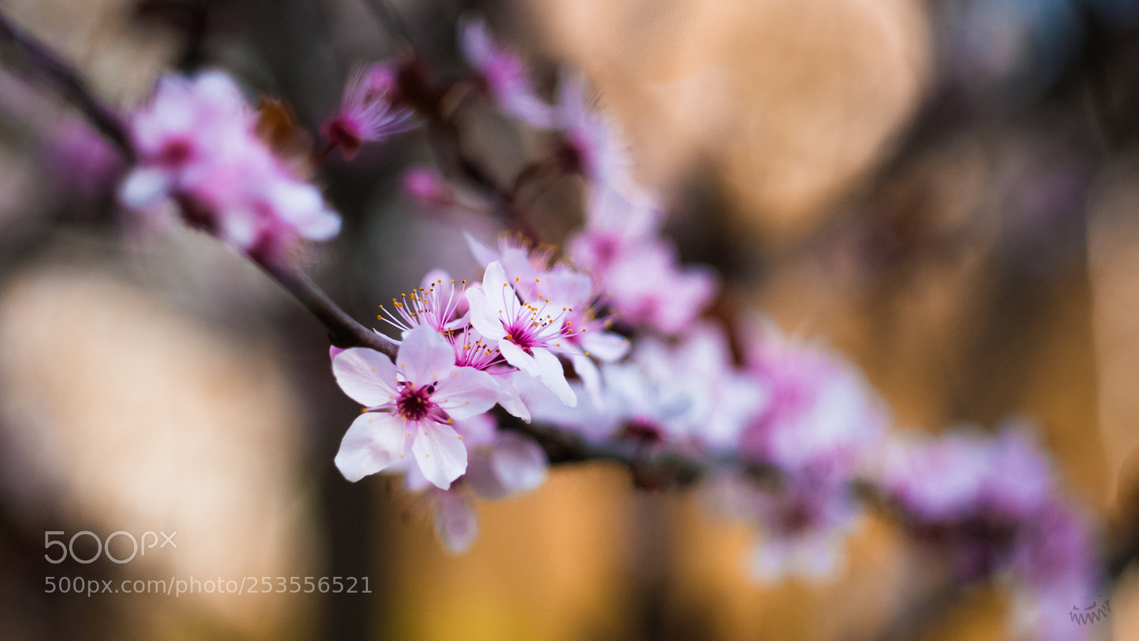 Sony Alpha DSLR-A100 sample photo. Cherry blossoms photography