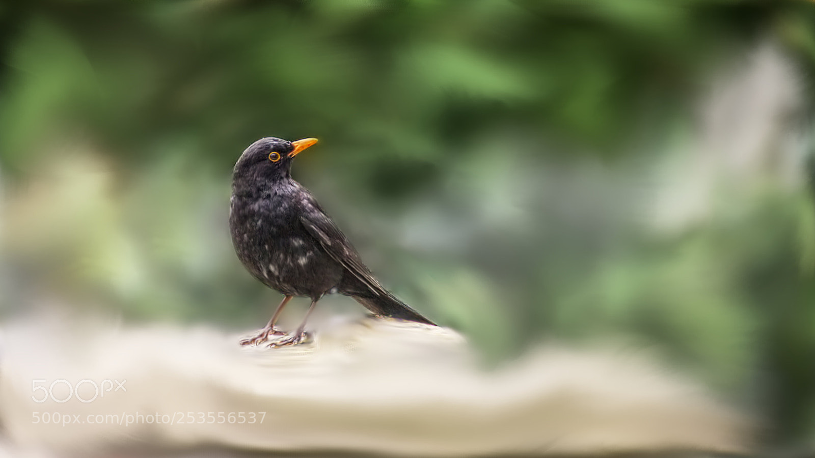Nikon D5100 sample photo. Merle noir common blackbird photography