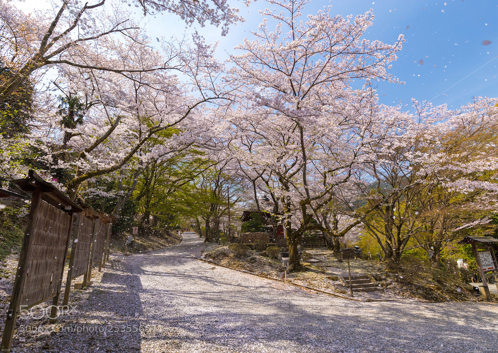 Canon EOS 6D Mark II sample photo. Rain of petals photography