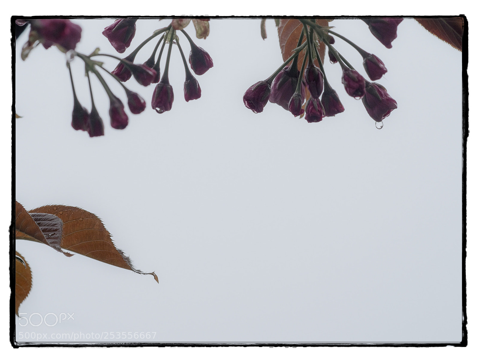 Olympus OM-D E-M1 Mark II sample photo. Lessons... photography