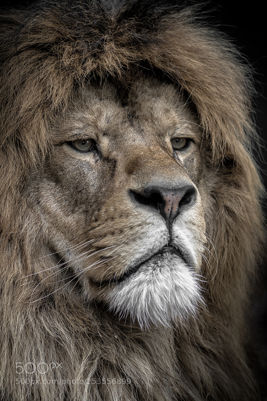 Nikon D7200 sample photo. Lion king photography