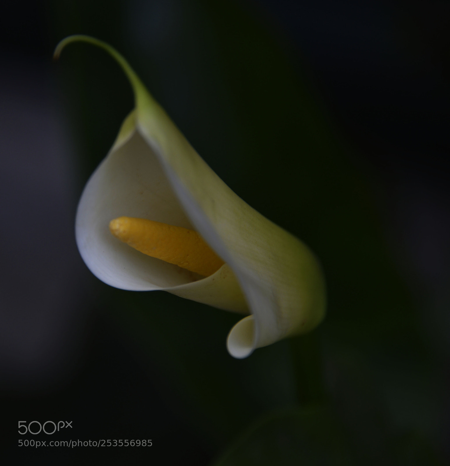 Nikon D610 sample photo. Lily bloom photography
