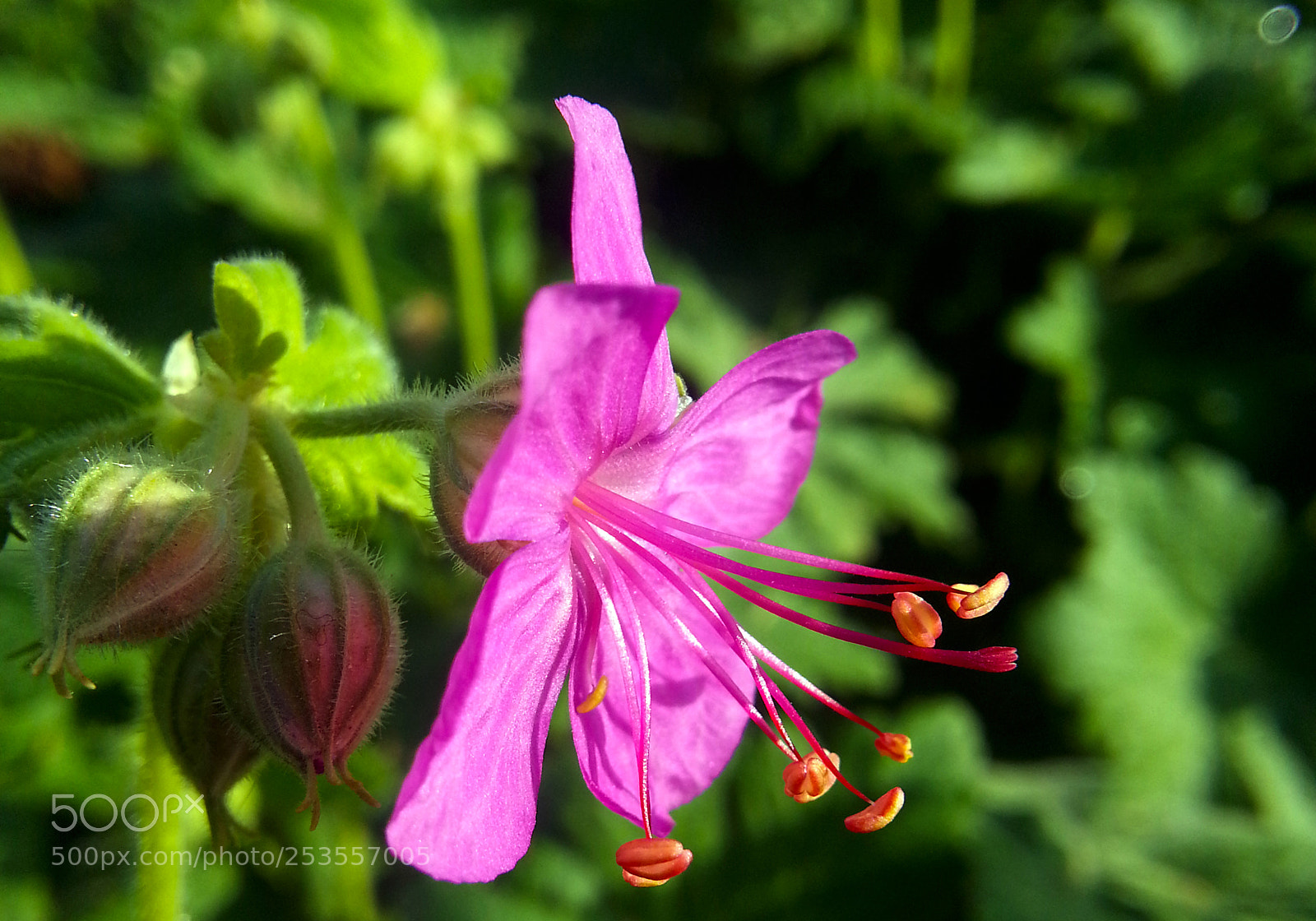 Samsung Galaxy Note2 sample photo. Flower photography