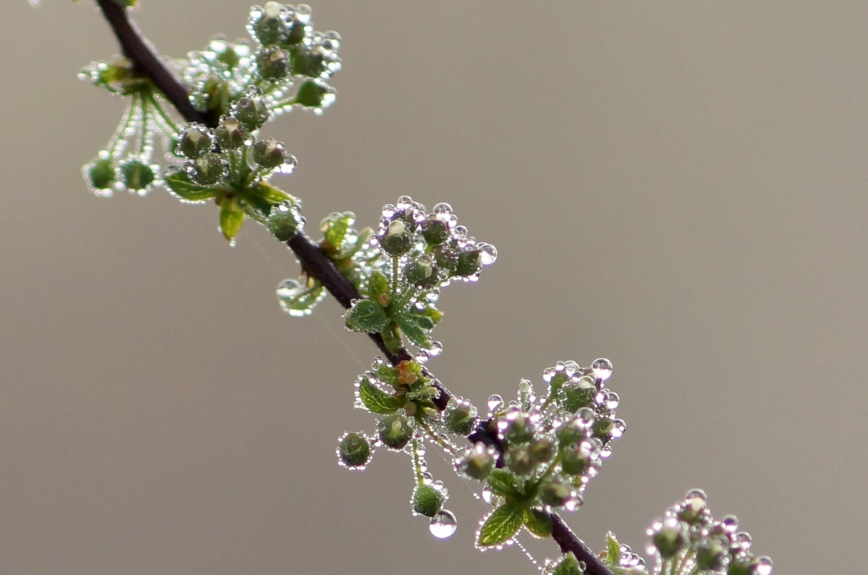 Sony SLT-A58 sample photo. Spiraea after rain photography