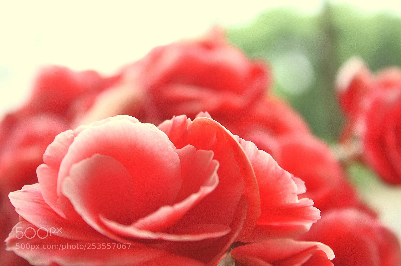 Canon EOS 450D (EOS Rebel XSi / EOS Kiss X2) sample photo. My grandfather's flowers photography