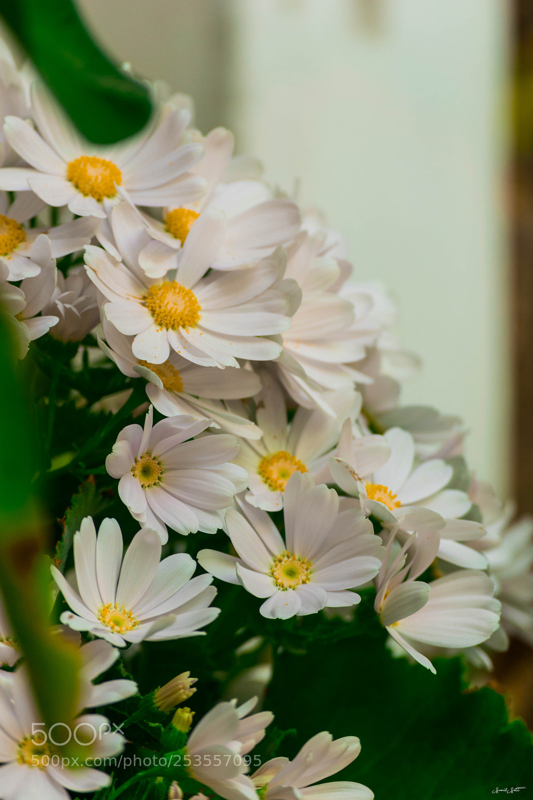 Nikon D5300 sample photo. Flowers blossom photography