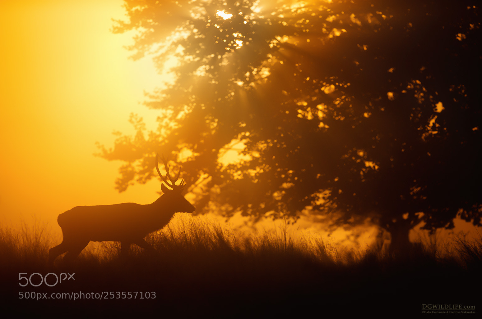 Canon EOS-1D X sample photo. Red deer at dawn photography