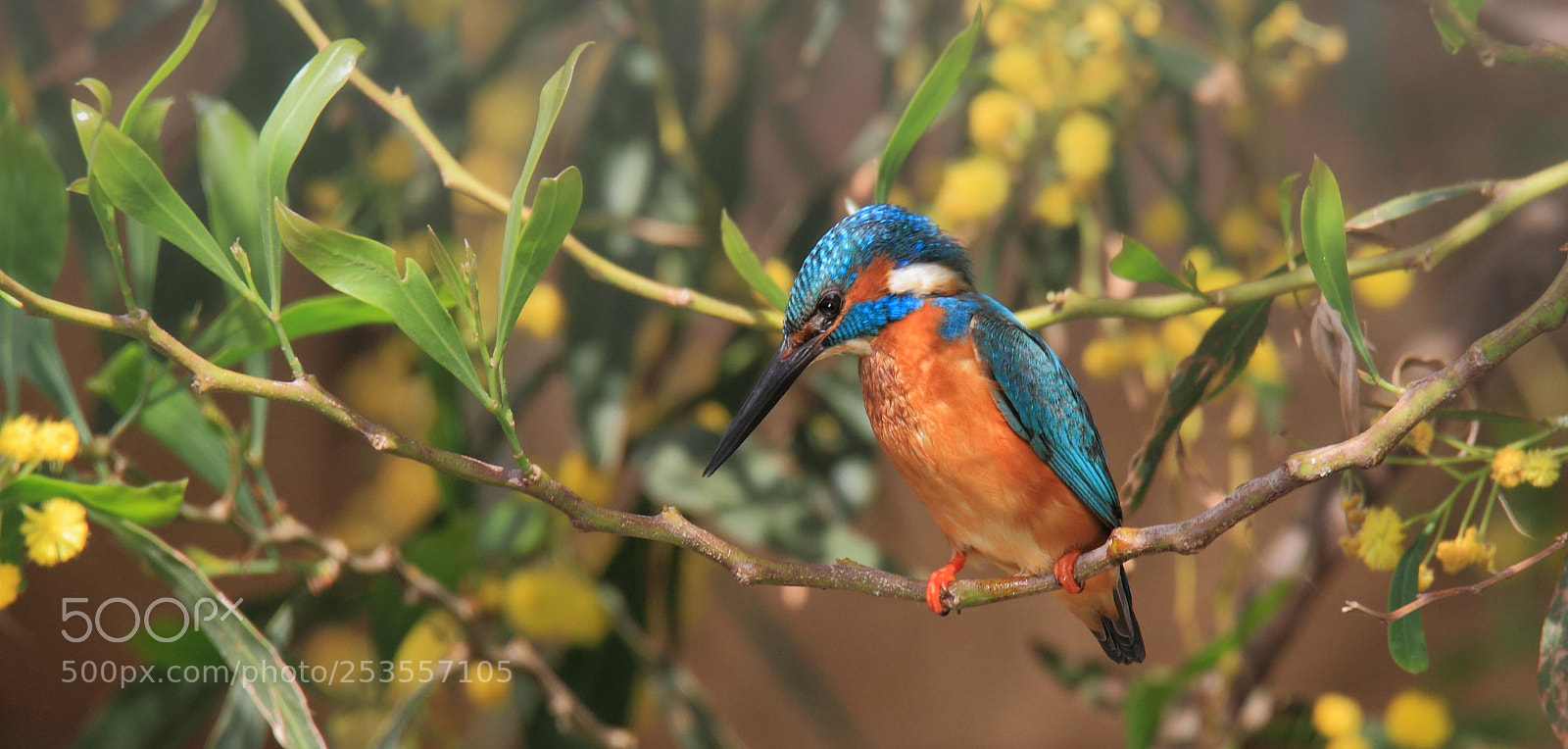 Canon EOS 7D sample photo. ...shiny... photography