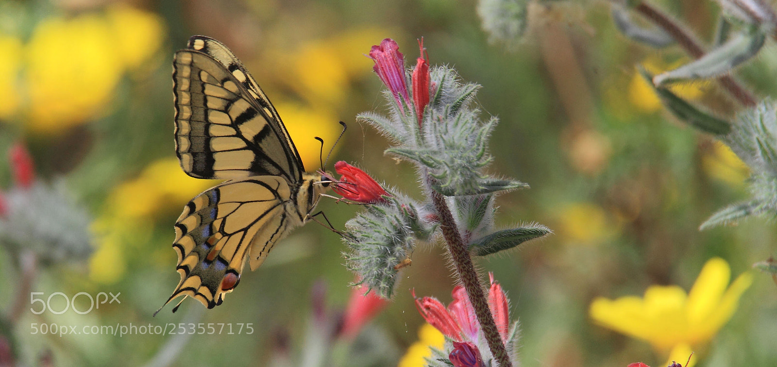 Canon EOS 7D sample photo. ...with tamron 150-600mm... photography