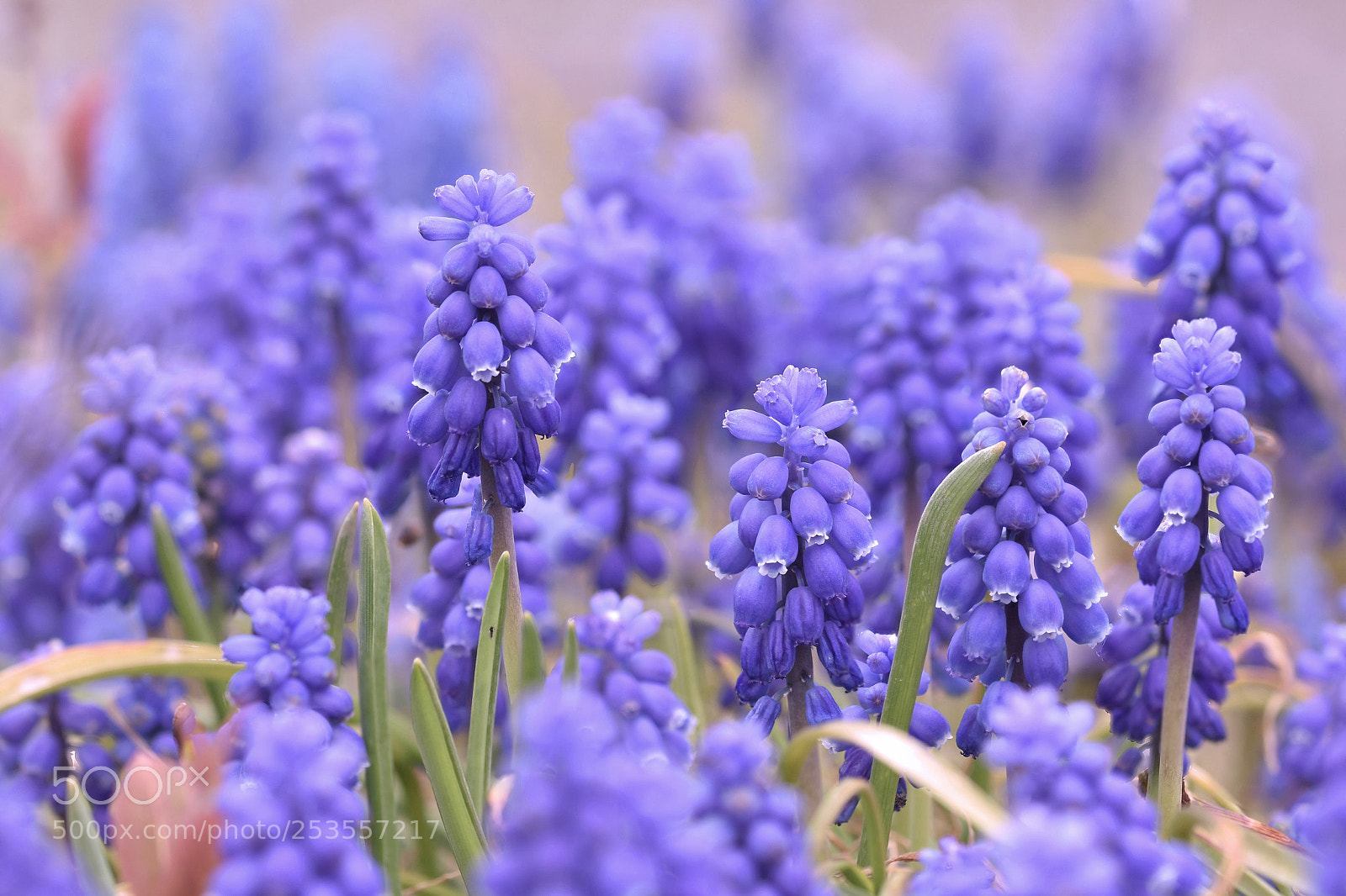 Nikon D7200 sample photo. Muscari photography