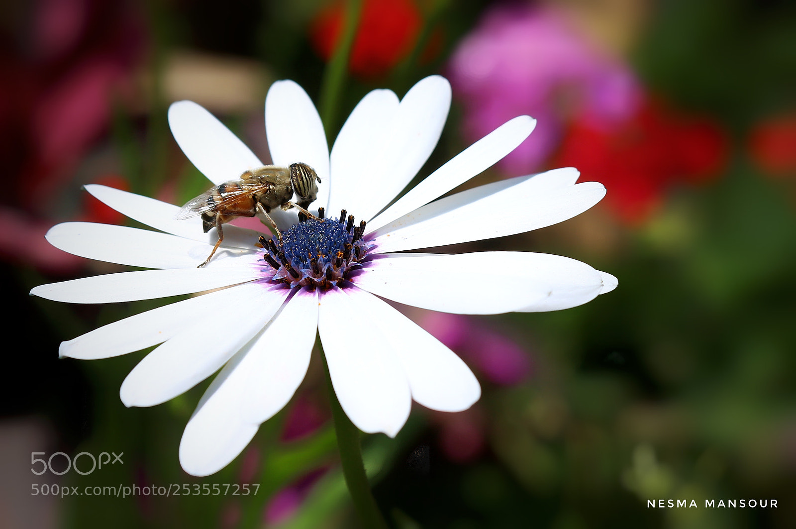 Canon EOS 700D (EOS Rebel T5i / EOS Kiss X7i) sample photo. Untitled photography
