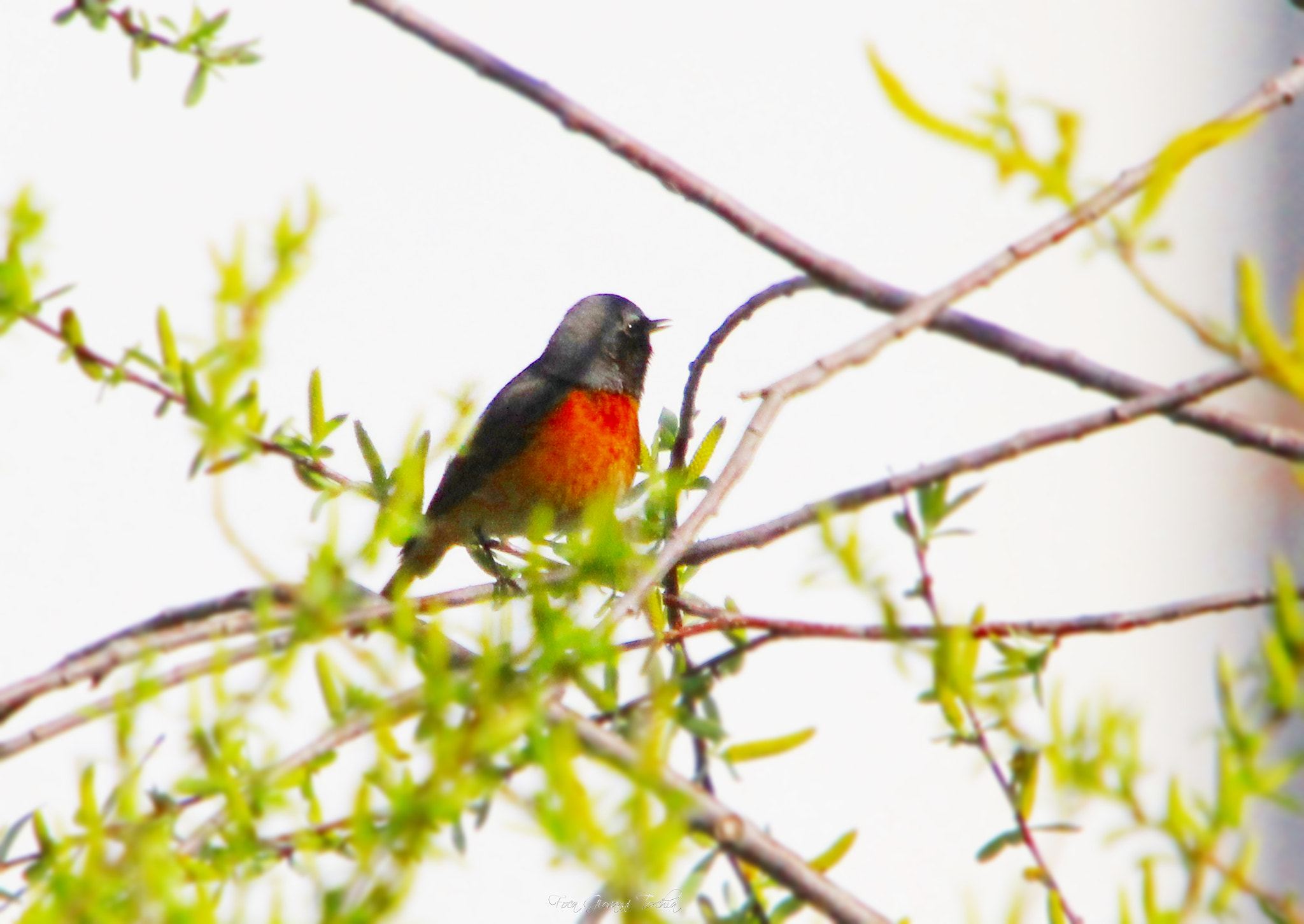 Canon EOS 1200D (EOS Rebel T5 / EOS Kiss X70 / EOS Hi) sample photo. Phoenicurus phoenicurus - codirosso photography
