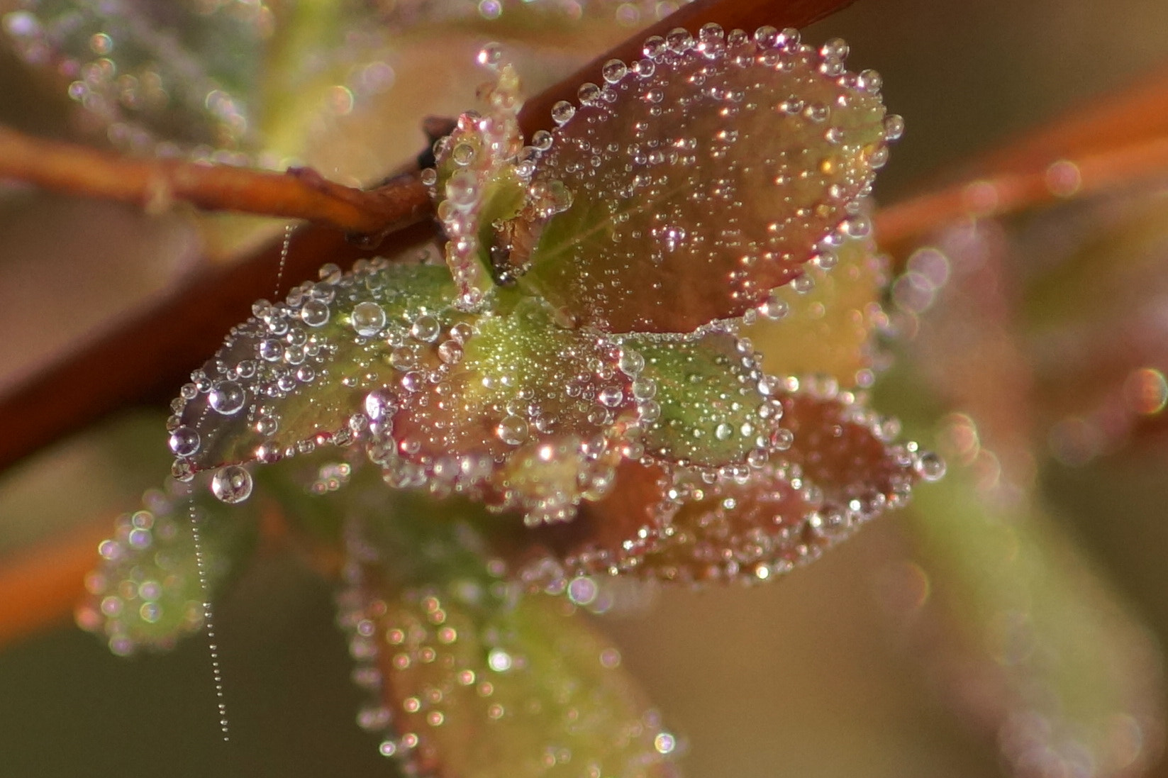 Sony SLT-A58 sample photo. After rain photography