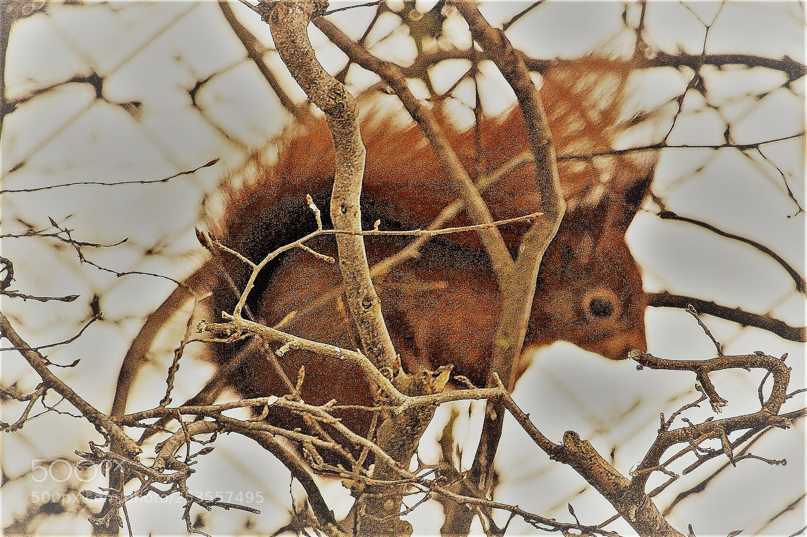 Canon EOS 700D (EOS Rebel T5i / EOS Kiss X7i) sample photo. Eichhörnchen photography