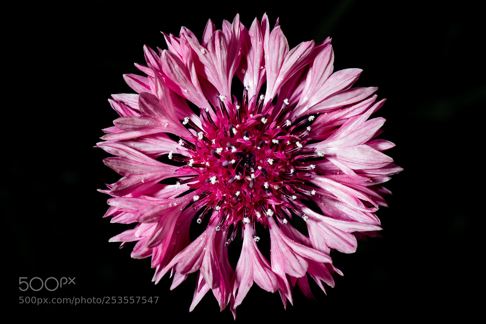 Nikon D850 sample photo. Flower photography