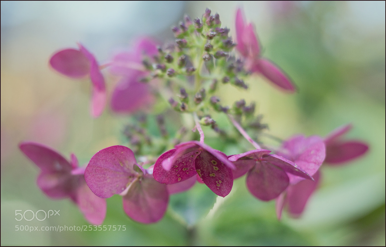 Canon EOS 700D (EOS Rebel T5i / EOS Kiss X7i) sample photo. Like a dream photography