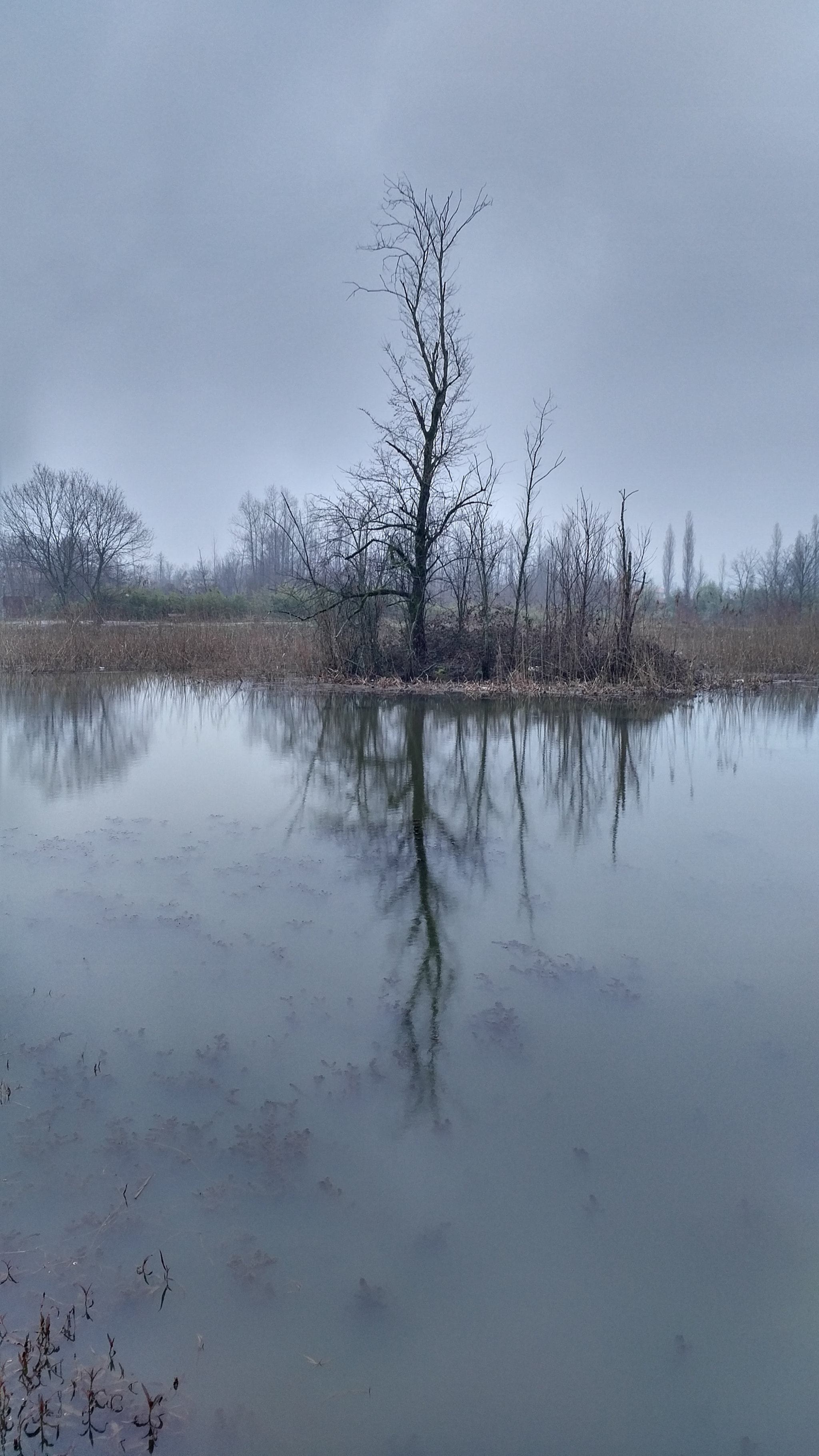 QCOM-AA QCAM-AA sample photo. Tree... photography