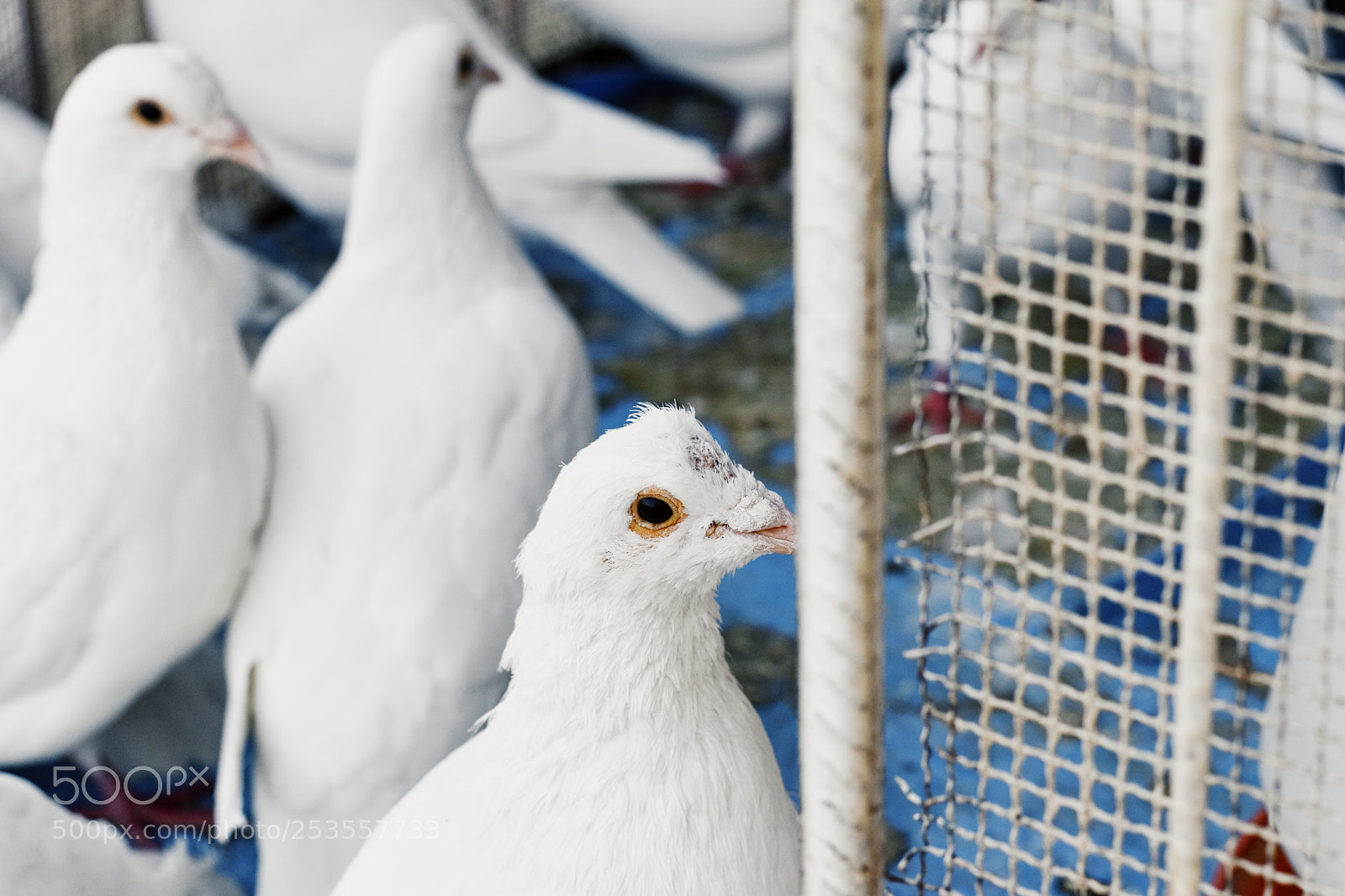 Nikon D5600 sample photo. Pigeon photography
