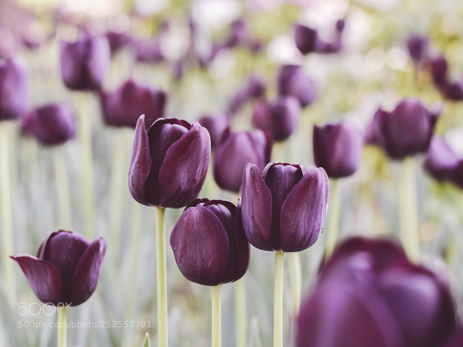 Nikon D5600 sample photo. Purple tulip photography