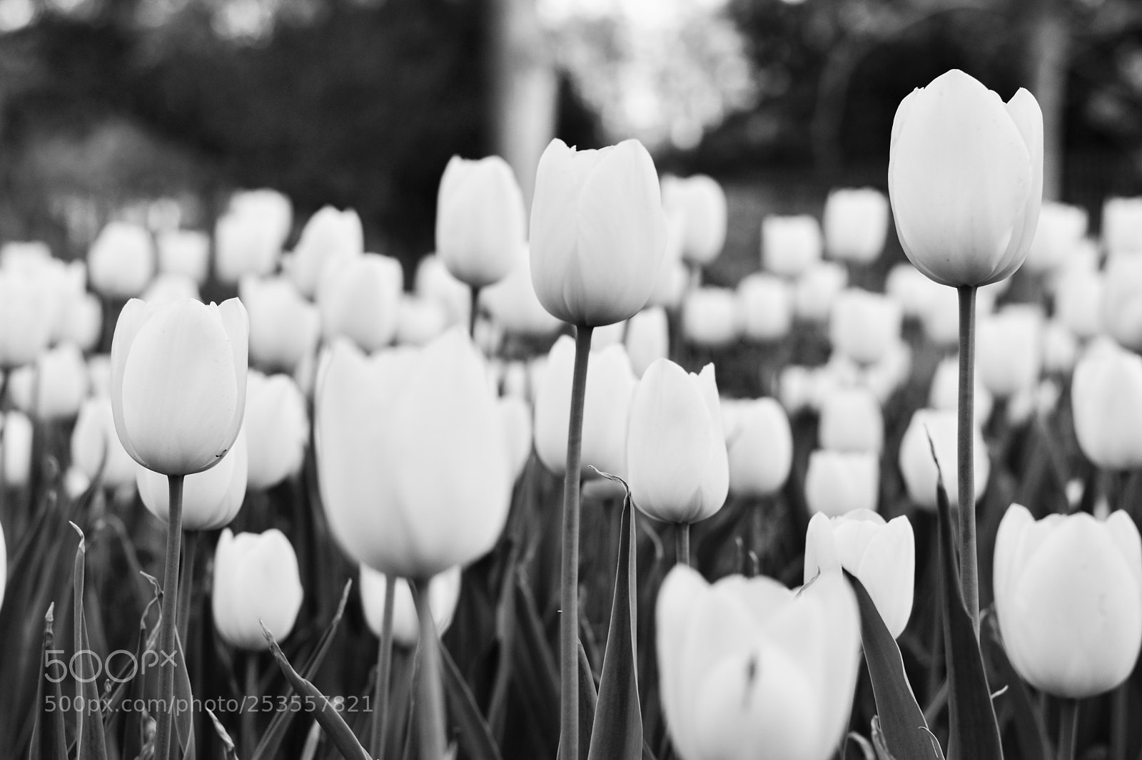 Nikon D5600 sample photo. White tulip photography