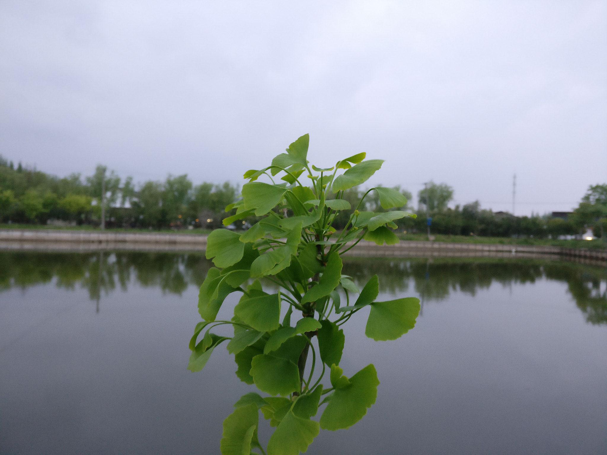 OnePlus A3000 sample photo. 家里的银杏树 photography
