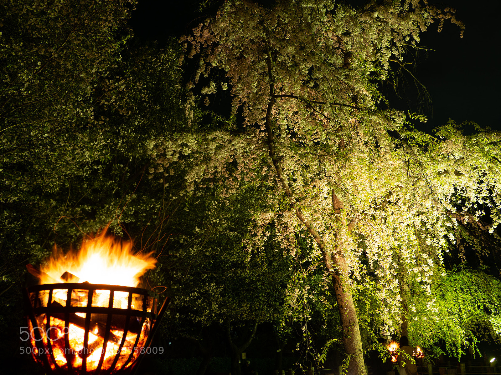 Olympus OM-D E-M10 II sample photo. Bonfire illuminates photography