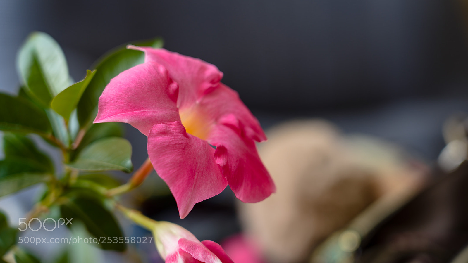 Sony a7R III sample photo. Spring is here photography