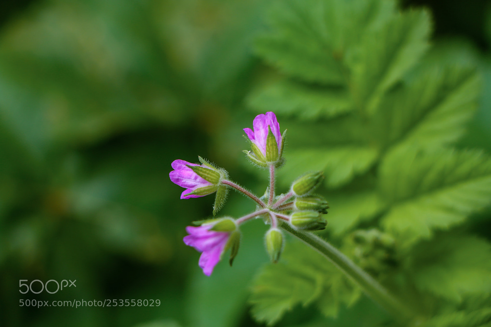 Canon EOS 70D sample photo. Pink flowers with green photography