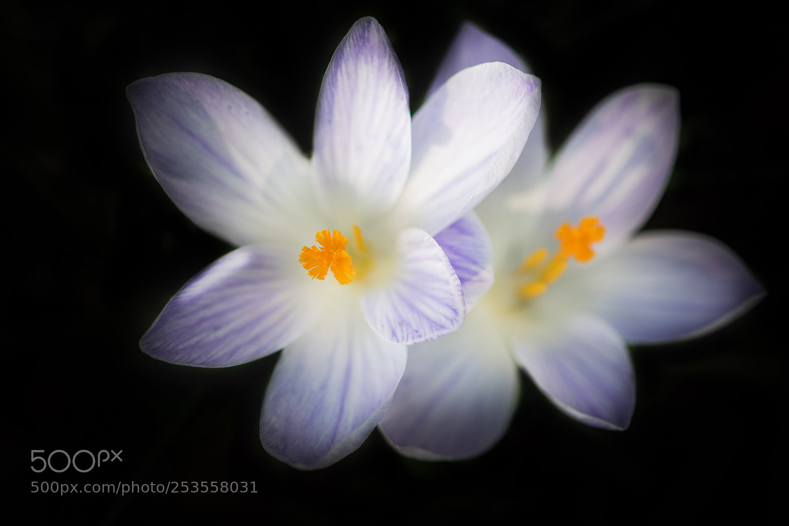 Nikon D500 sample photo. Spring in my heart photography