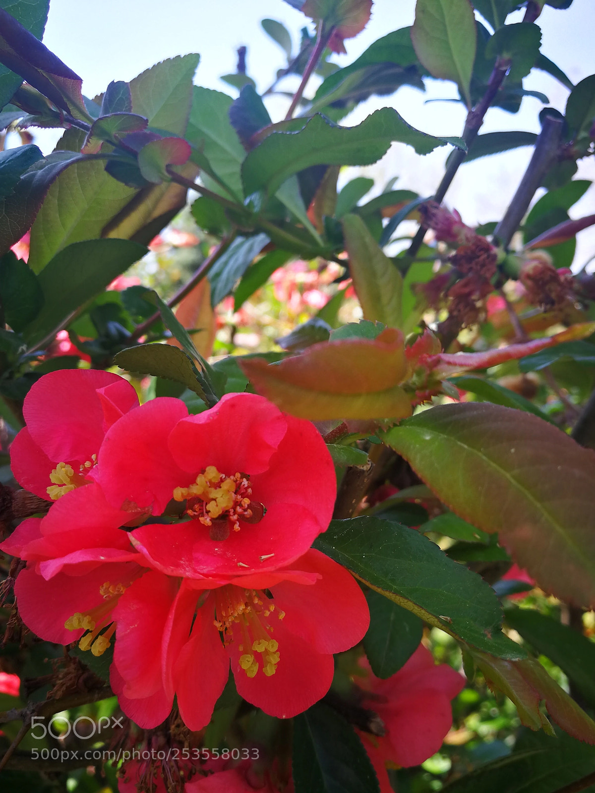 HUAWEI P10 sample photo. ?️ photography