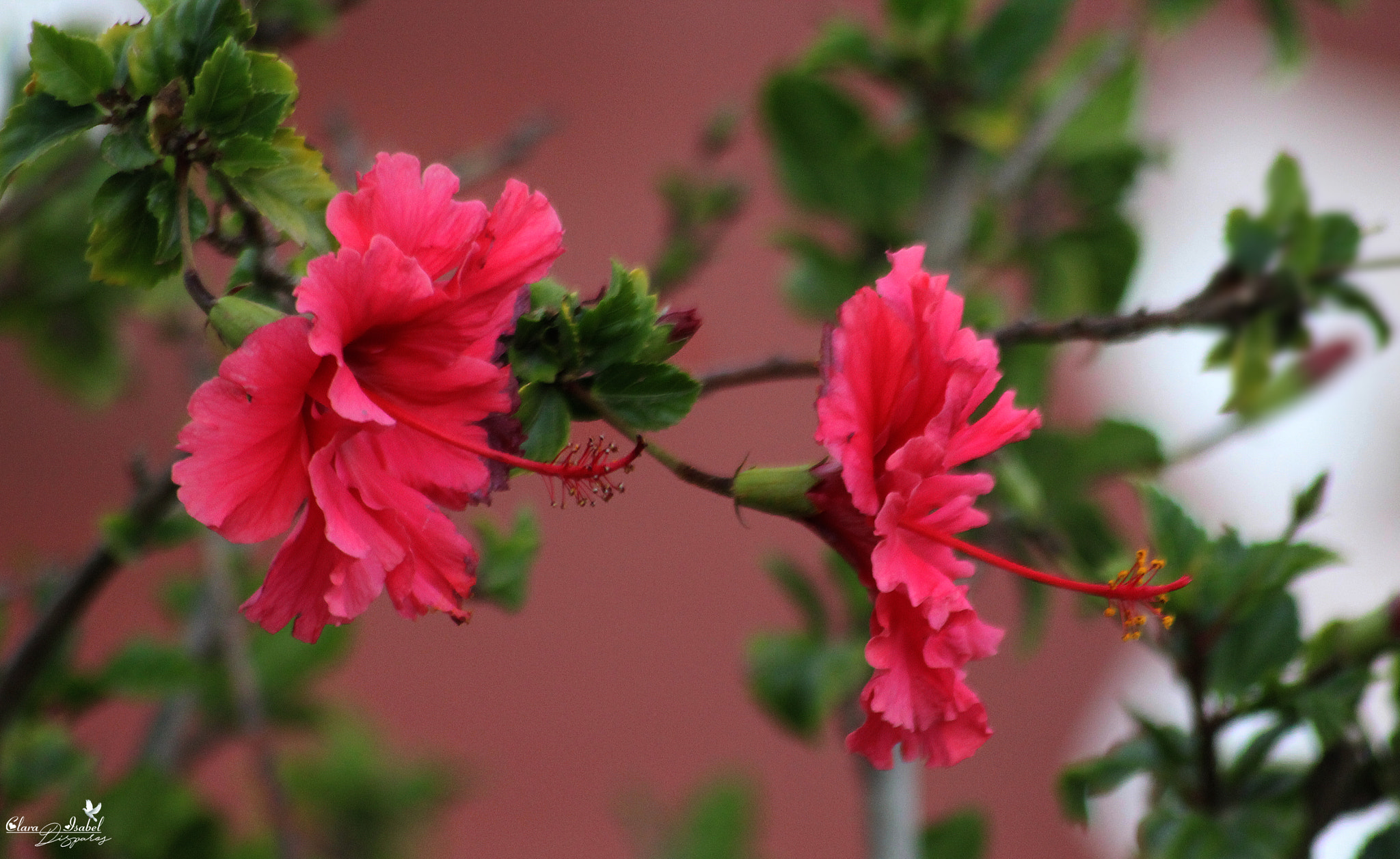 Canon EOS 1200D (EOS Rebel T5 / EOS Kiss X70 / EOS Hi) sample photo. Caricias al viento. photography