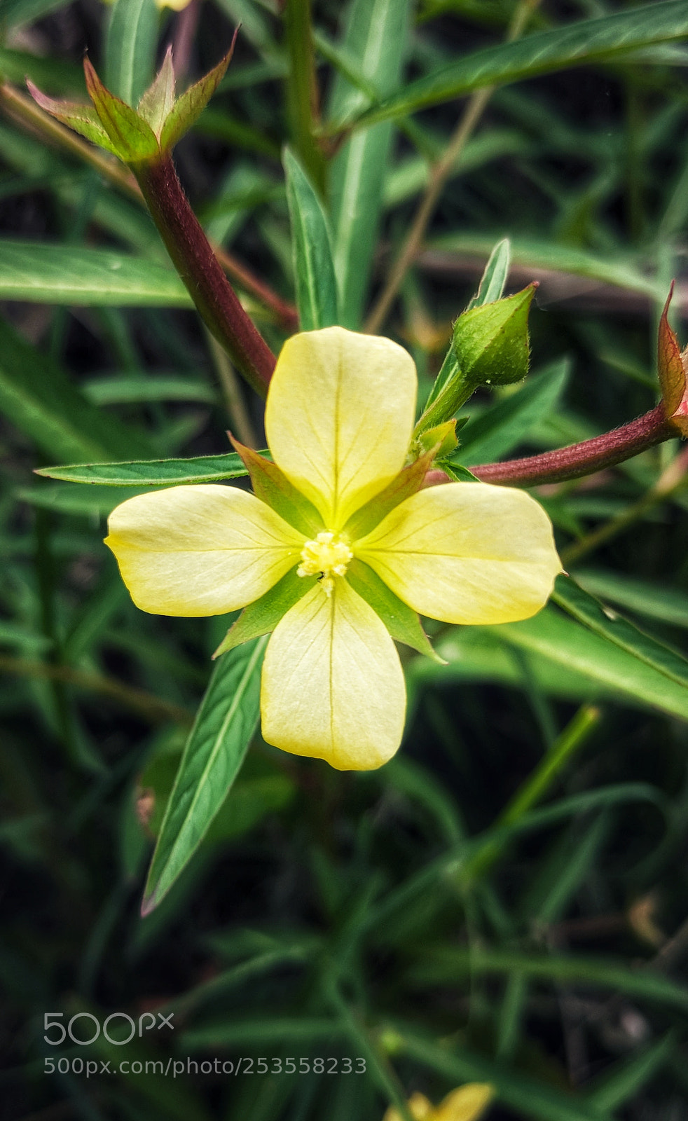 Google Pixel XL sample photo. Yellow flower photography