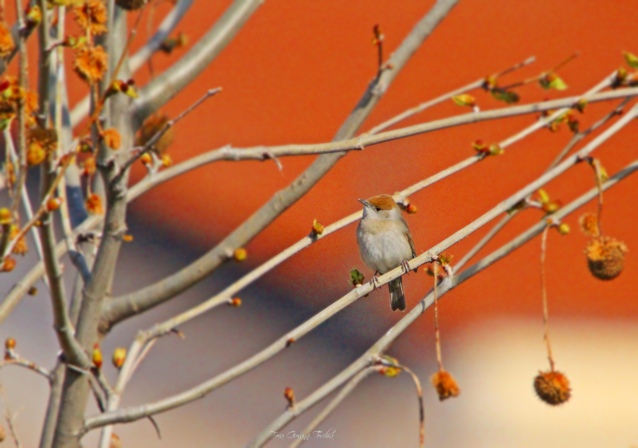Canon EOS 1200D (EOS Rebel T5 / EOS Kiss X70 / EOS Hi) sample photo. Sylvia atricapilla -female photography