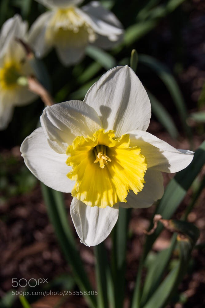 Canon EOS 700D (EOS Rebel T5i / EOS Kiss X7i) sample photo. Flower photography