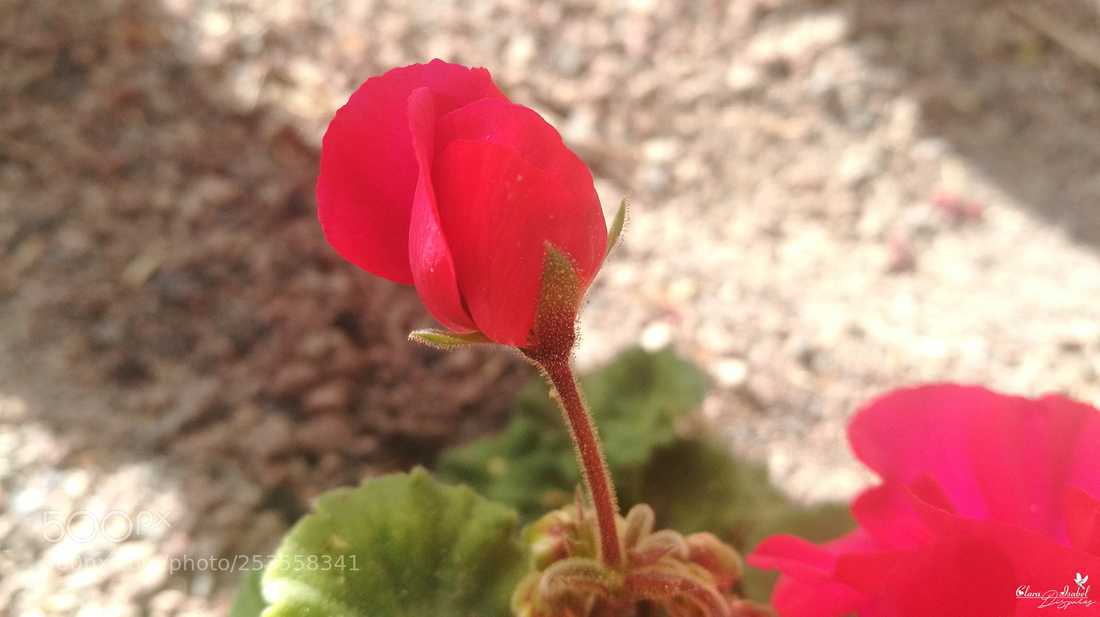 HUAWEI P9 Plus sample photo. Sencillez. photography