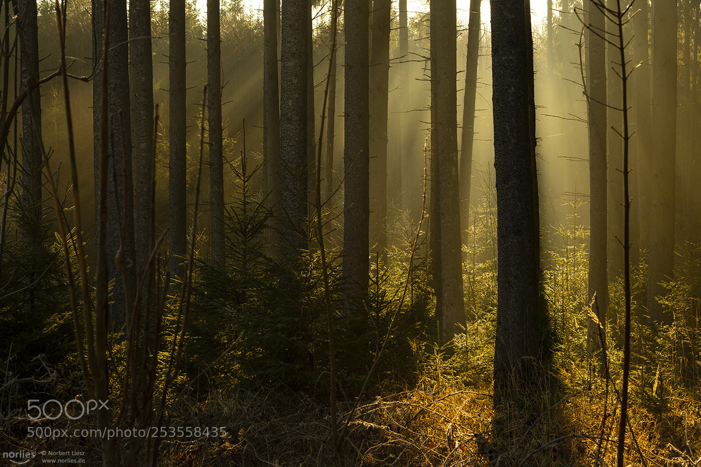 Nikon D850 sample photo. Misty wood photography