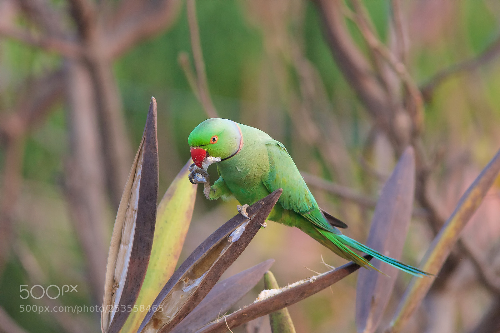 Canon EOS 40D sample photo. Rose ringed parakeet (3) photography