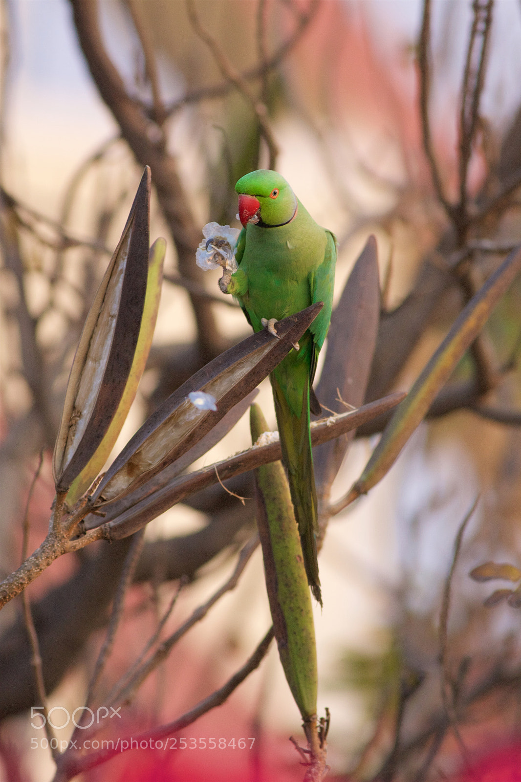 Canon EOS 40D sample photo. Rose ringed parakeet (2) photography