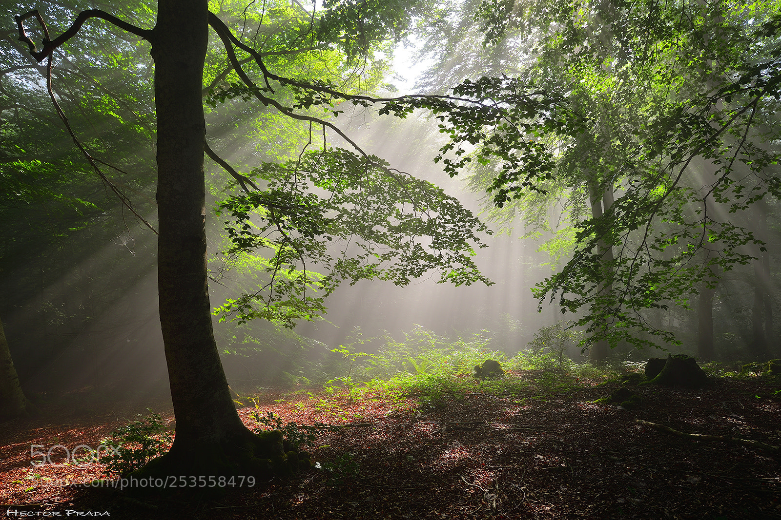 Nikon D610 sample photo. Into the light photography