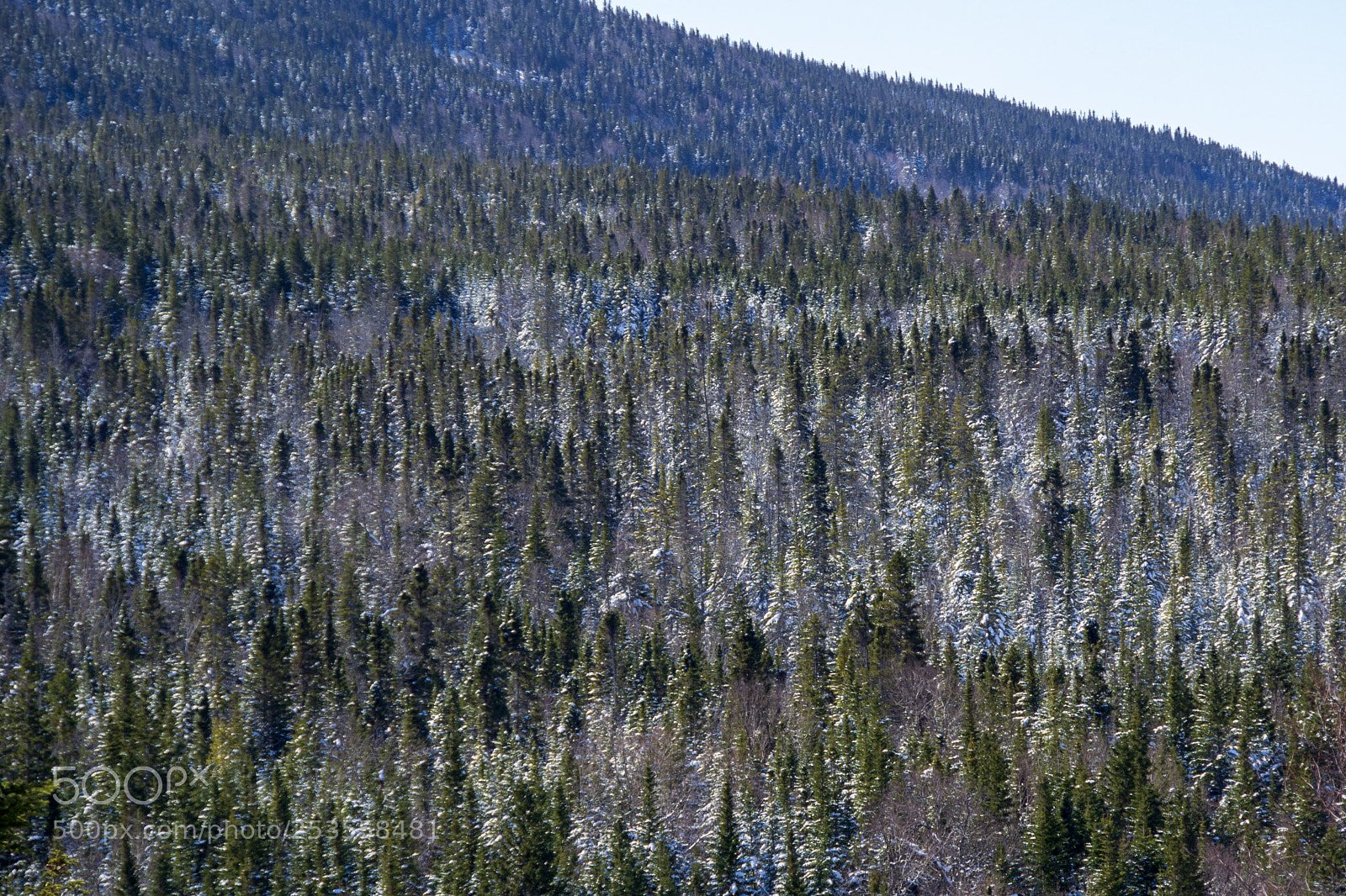 Nikon D3100 sample photo. Forest of symmetry photography