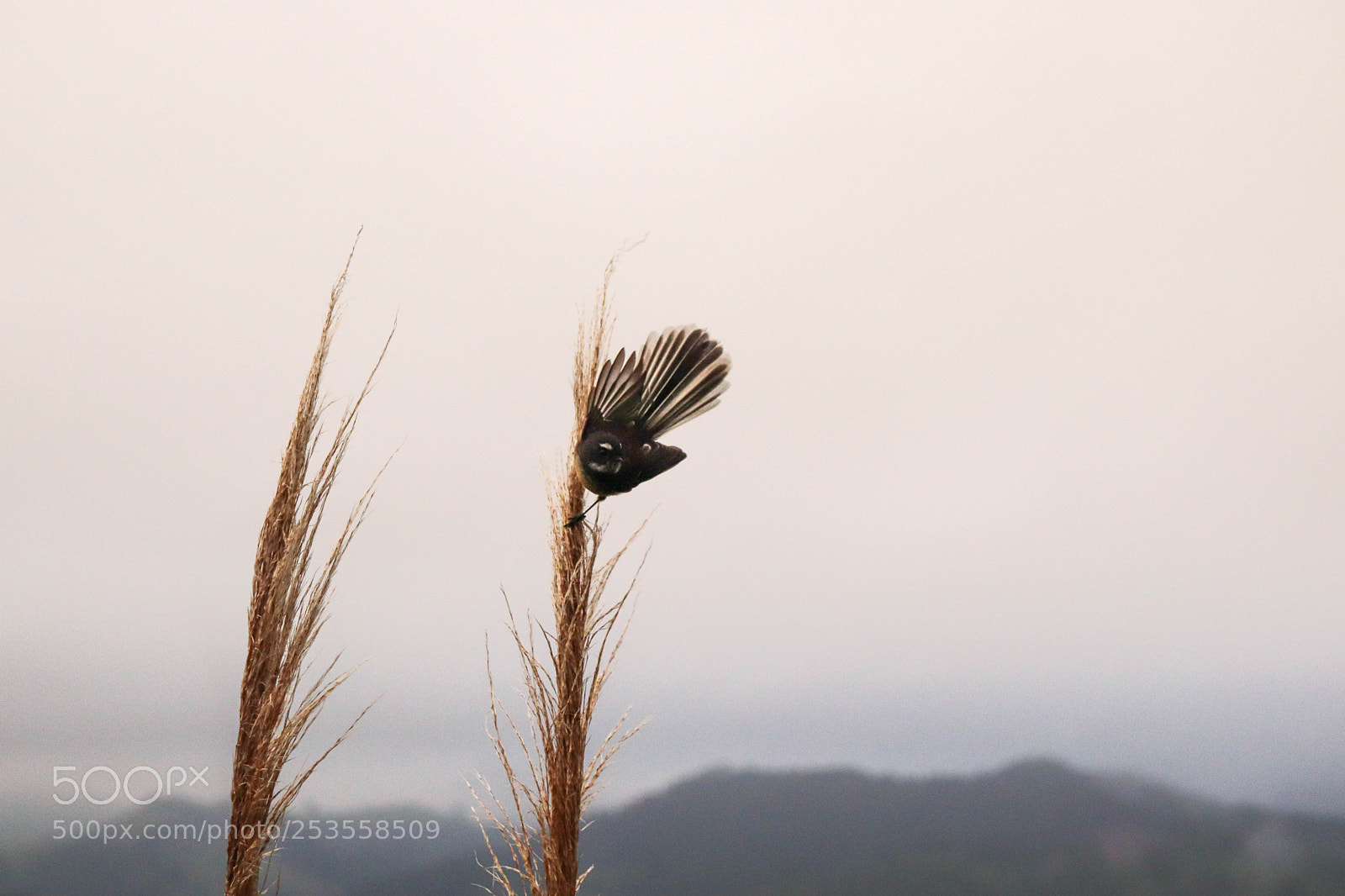 Canon EOS 800D (EOS Rebel T7i / EOS Kiss X9i) sample photo. Fantail about to take photography