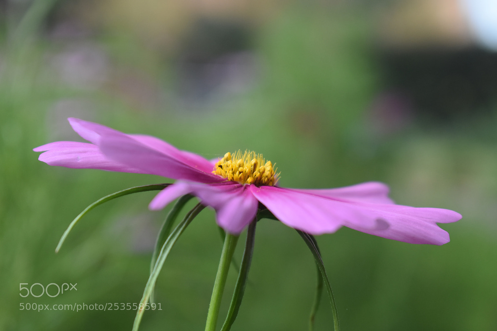 Nikon D3400 sample photo. Floral saucer photography