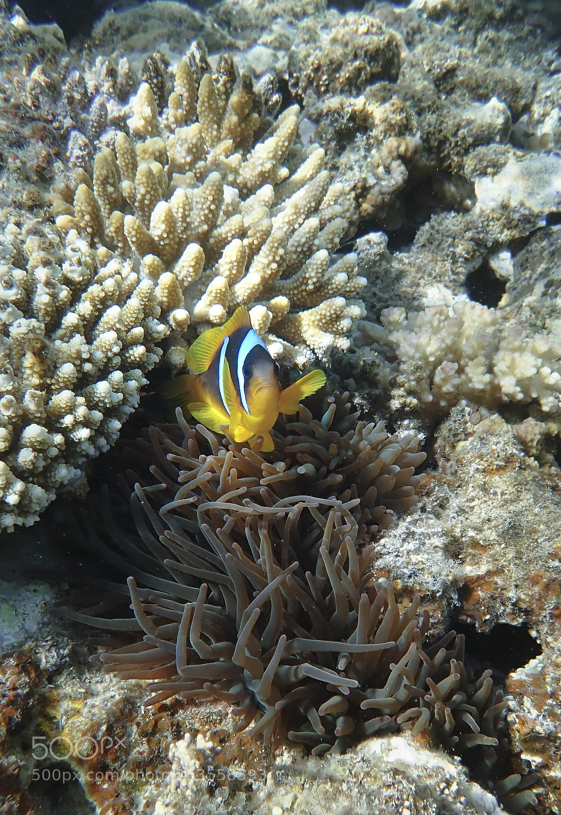 Olympus TG-5 sample photo. Anemonefishe photography