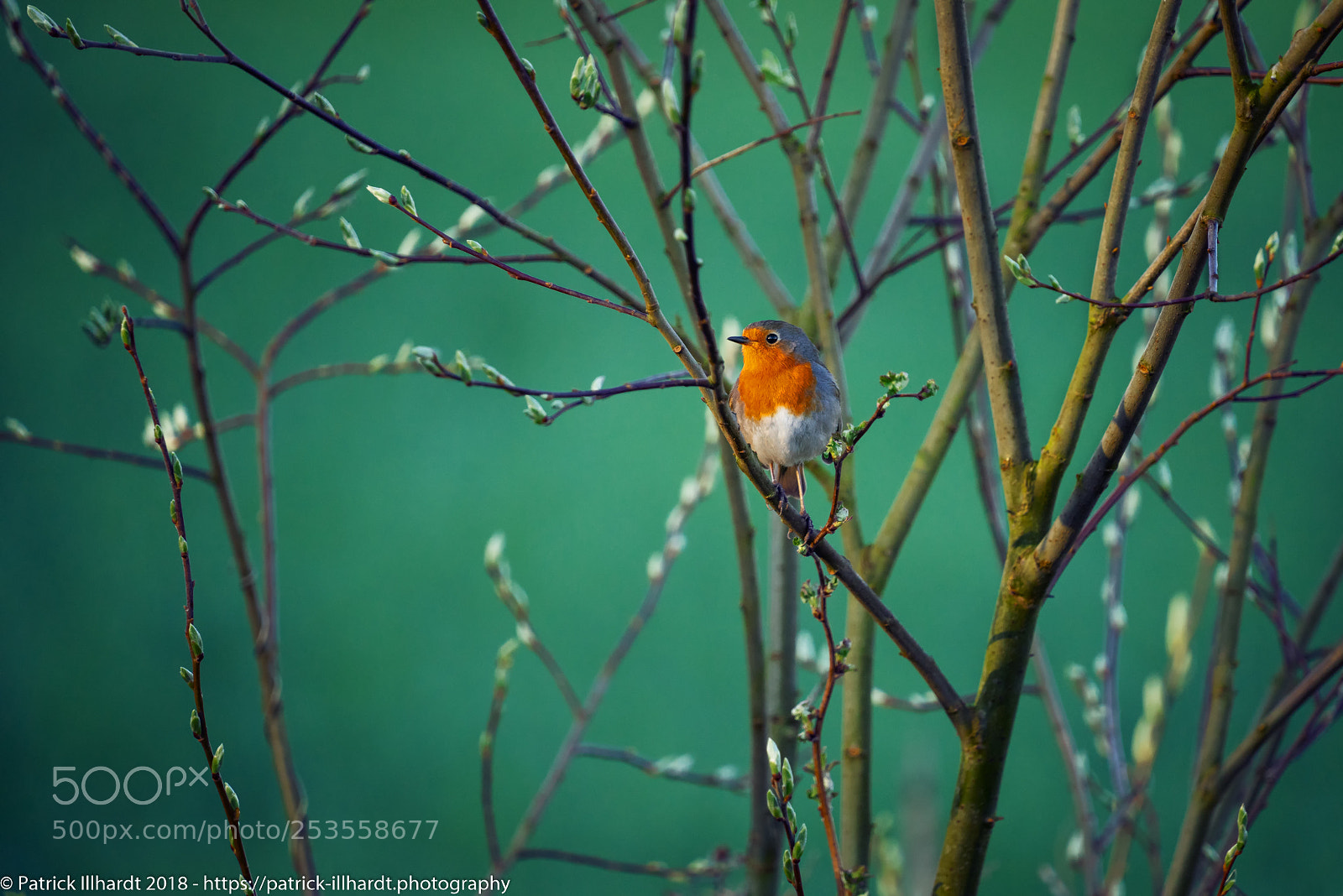 Sony a7R sample photo. Erithacus rubecula photography