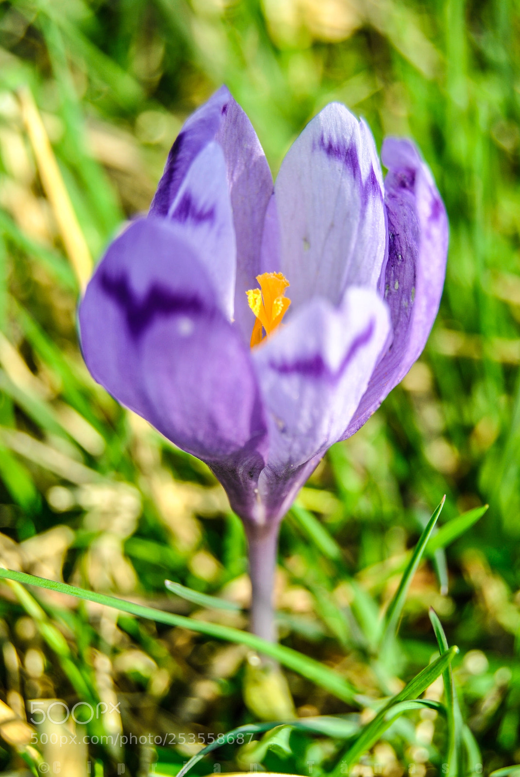 Nikon D3000 sample photo. Blue and yellow photography