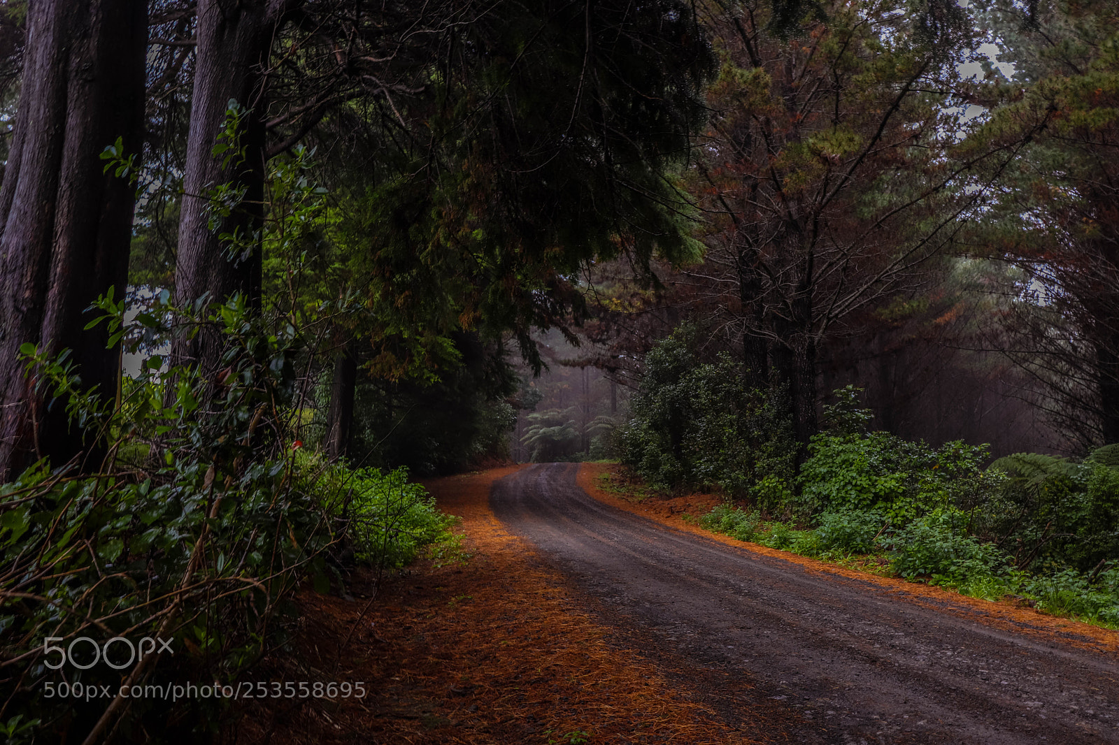 Canon EOS 800D (EOS Rebel T7i / EOS Kiss X9i) sample photo. Forestry road photography