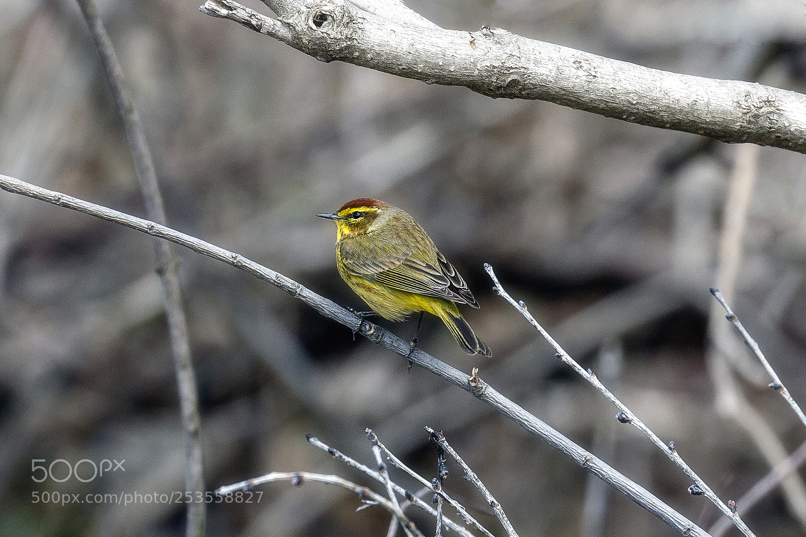 Canon EOS 7D Mark II sample photo. Pine warbler photography