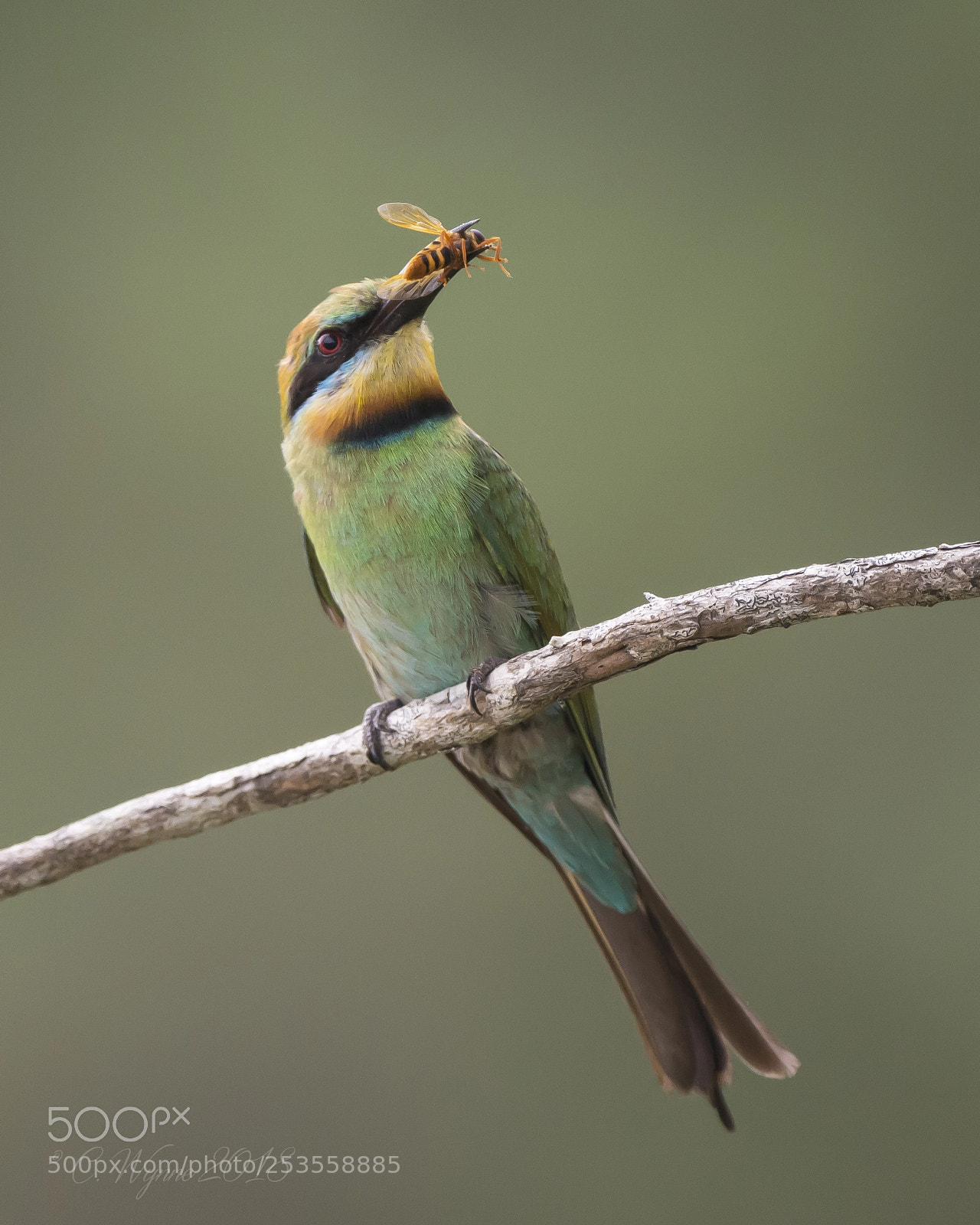 Nikon D7100 sample photo. Rainbow bee-eater (female) photography