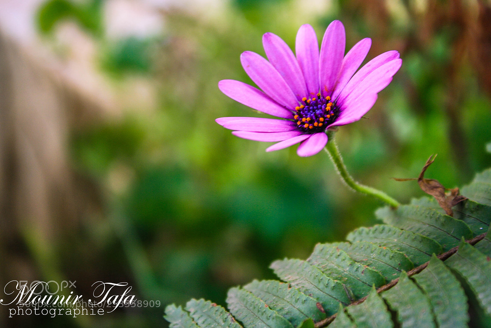 Canon EOS 1000D (EOS Digital Rebel XS / EOS Kiss F) sample photo. Img photography